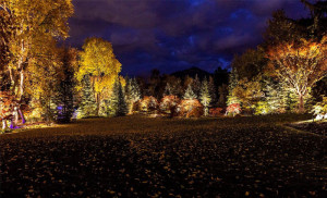 Tree Up Lighting | Light Agency Group, Inc. | Salt Lake City, UT